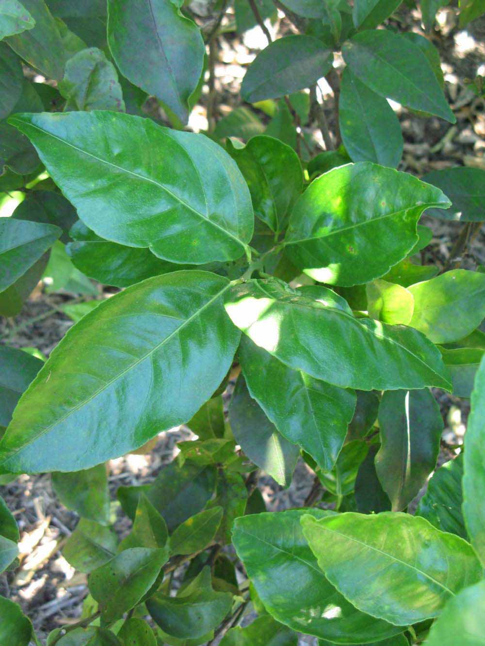            Shade leaves (Winter Haven, FL)   